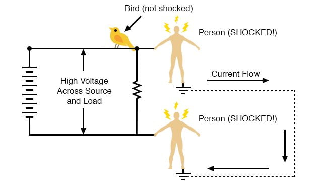 birds-getting-shocked-electric-fence